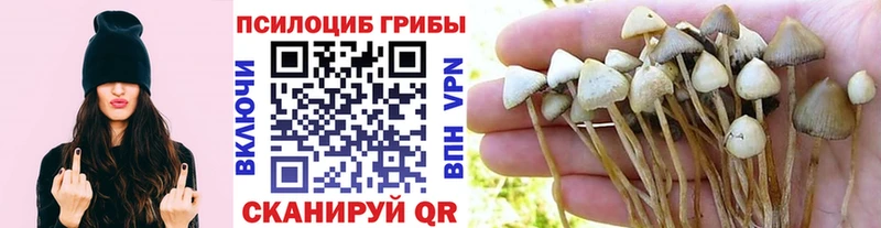 Псилоцибиновые грибы мицелий Серафимович
